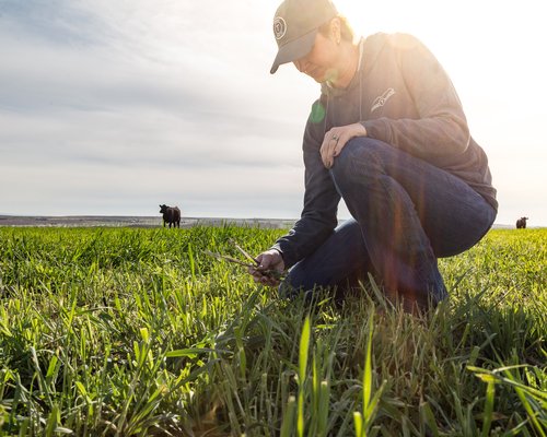 Utilizing Regenerative Agriculture with our Farm Partners
