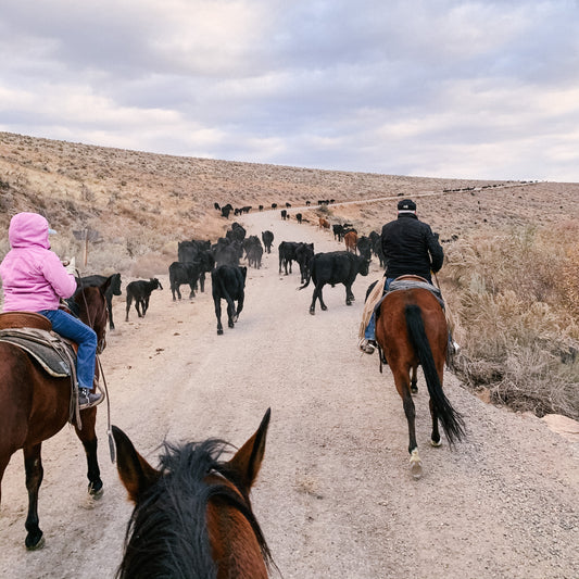 Weaning Season at Thomas Cattle Company