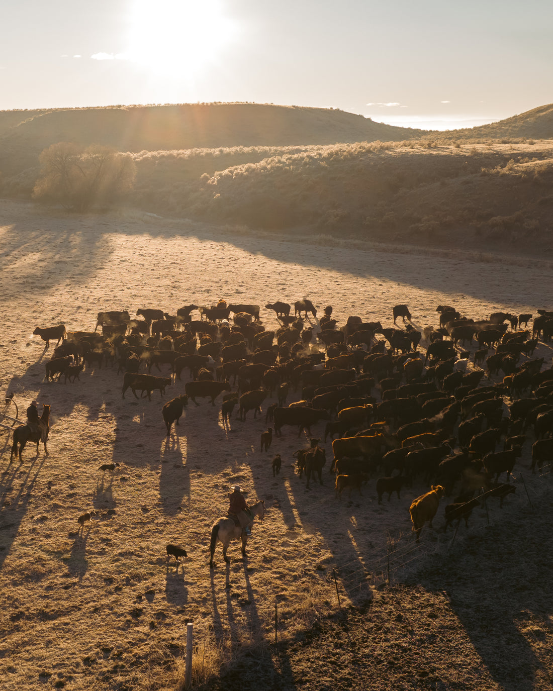 mRNA Vaccine Use at Thomas Cattle Company