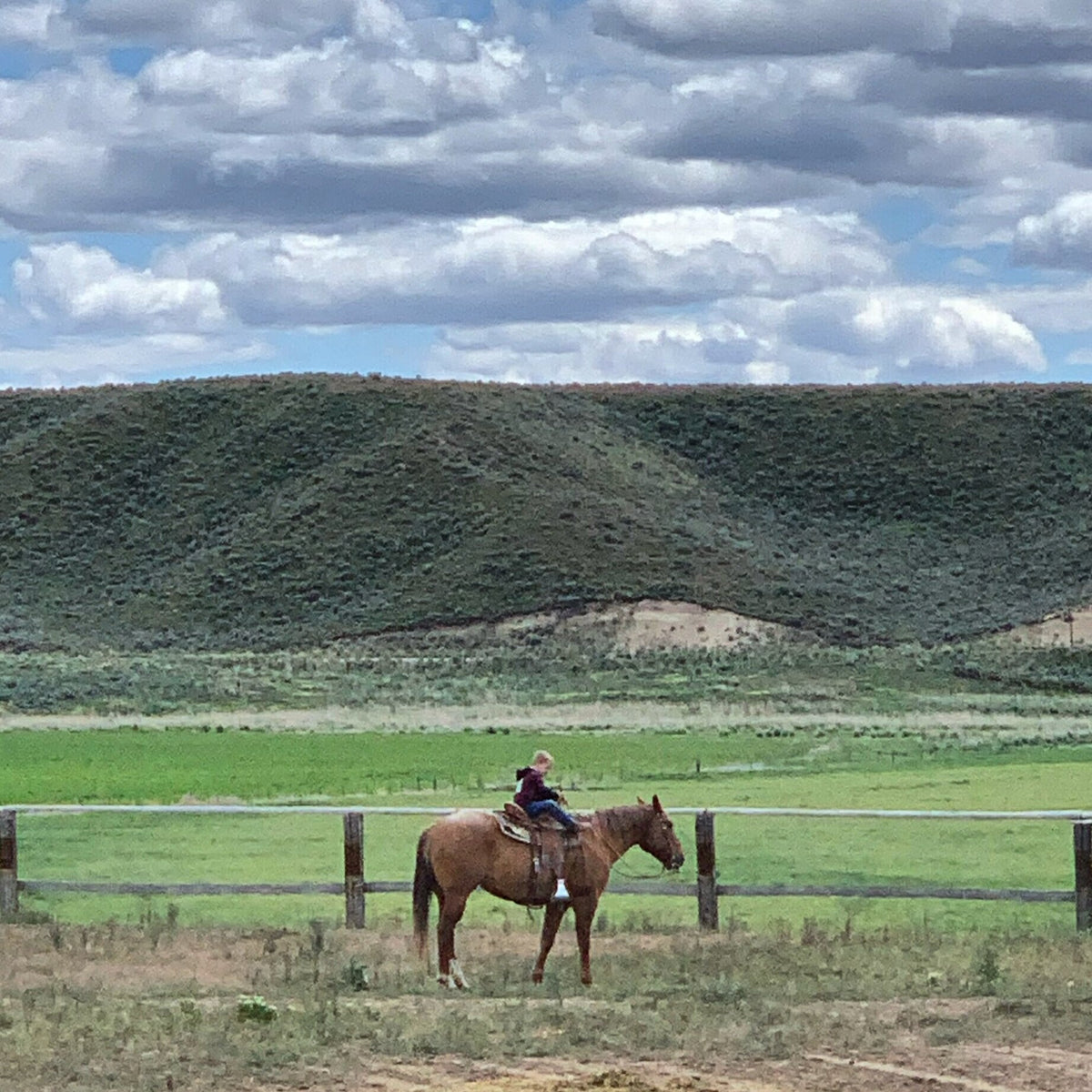 The Next Generation: TCC's Vision for the Future – Thomas Cattle Company