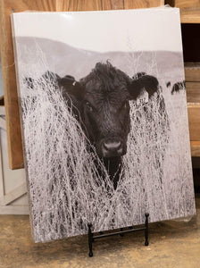 Thomas Cattle Heifer Canvas (No Discounts)